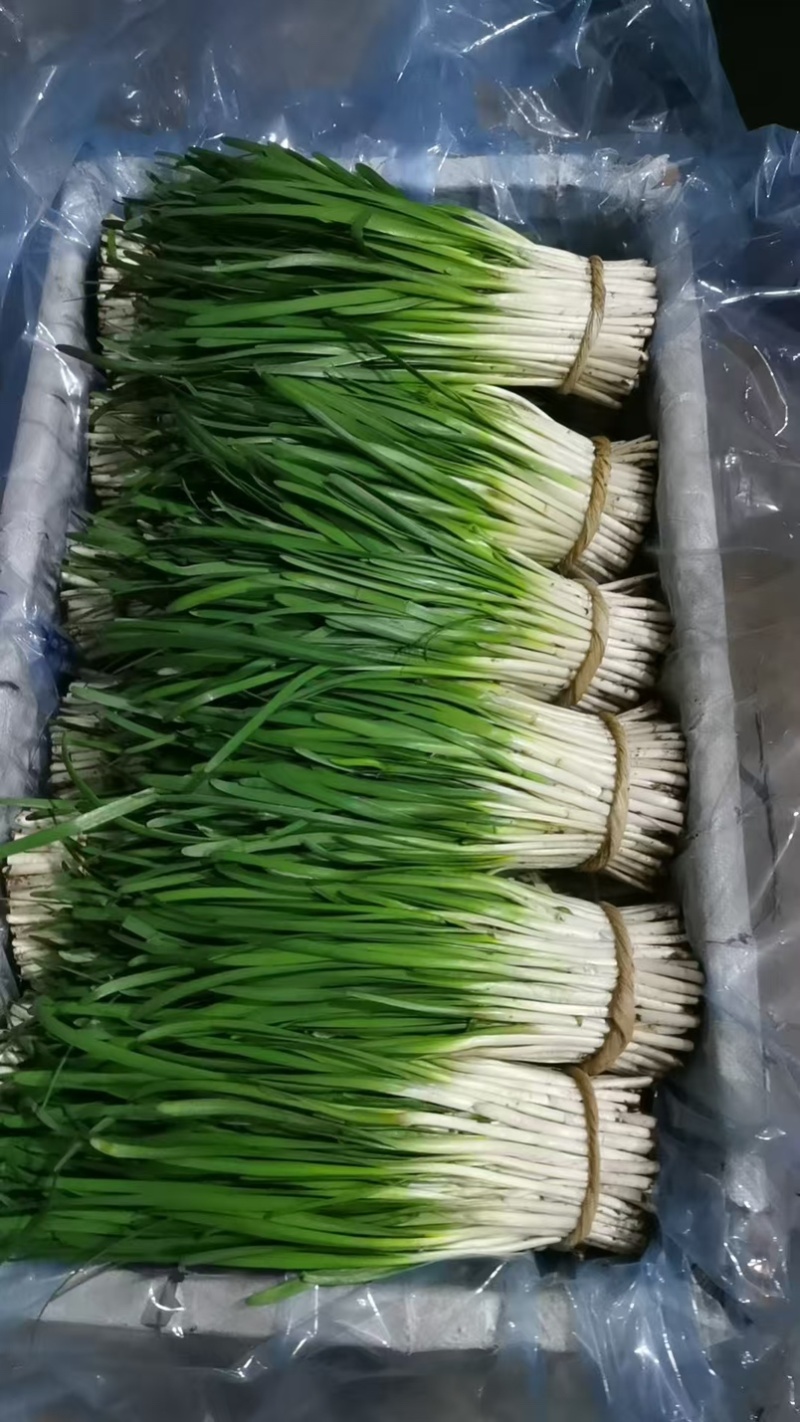 精品韭菜产地直供