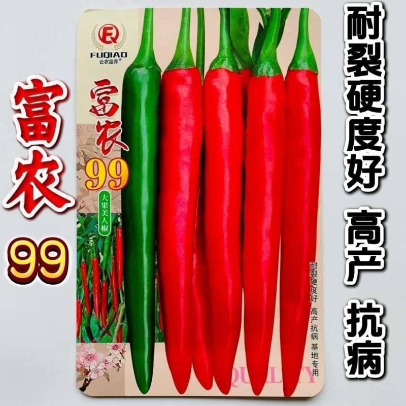 正宗大果美人椒富农99辣椒种子颜色亮两用型硬度好产量高