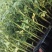 【番茄苗】【大番茄直生】西红柿苗全基质穴盘苗苗场直供