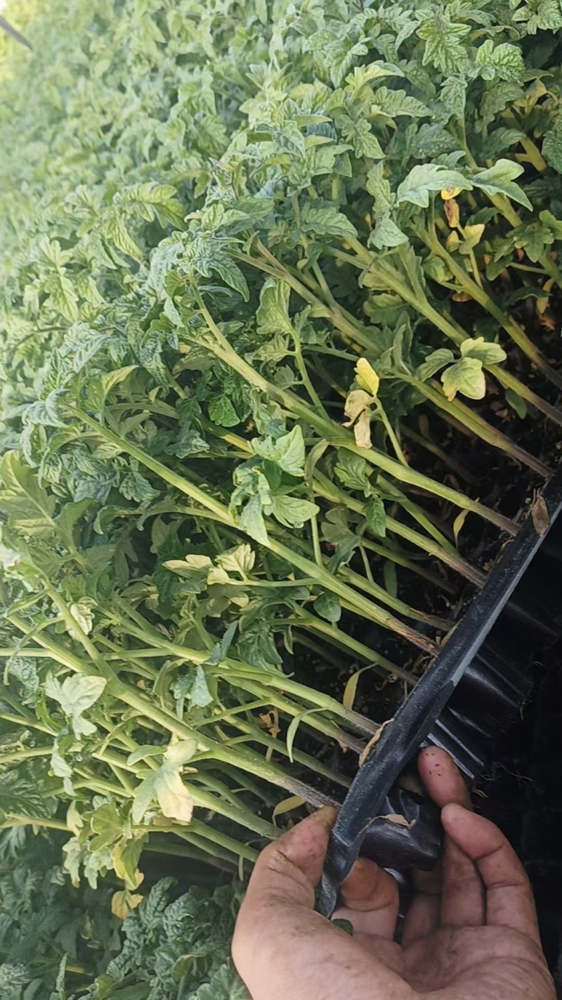 【番茄苗】【大番茄直生】西红柿苗全基质穴盘苗苗场直供