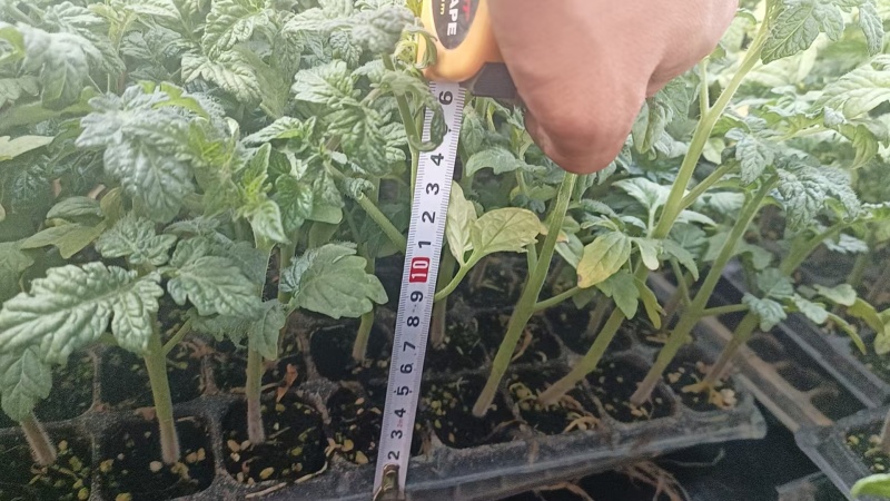 【番茄苗】【大番茄直生】西红柿苗全基质穴盘苗苗场直供