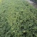 【番茄苗】【大番茄直生】西红柿苗全基质穴盘苗苗场直供