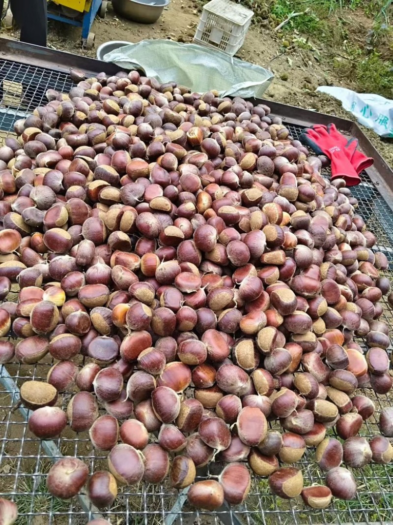 板栗，产自沂蒙山老区腹地，色泽金黄，口感面甜