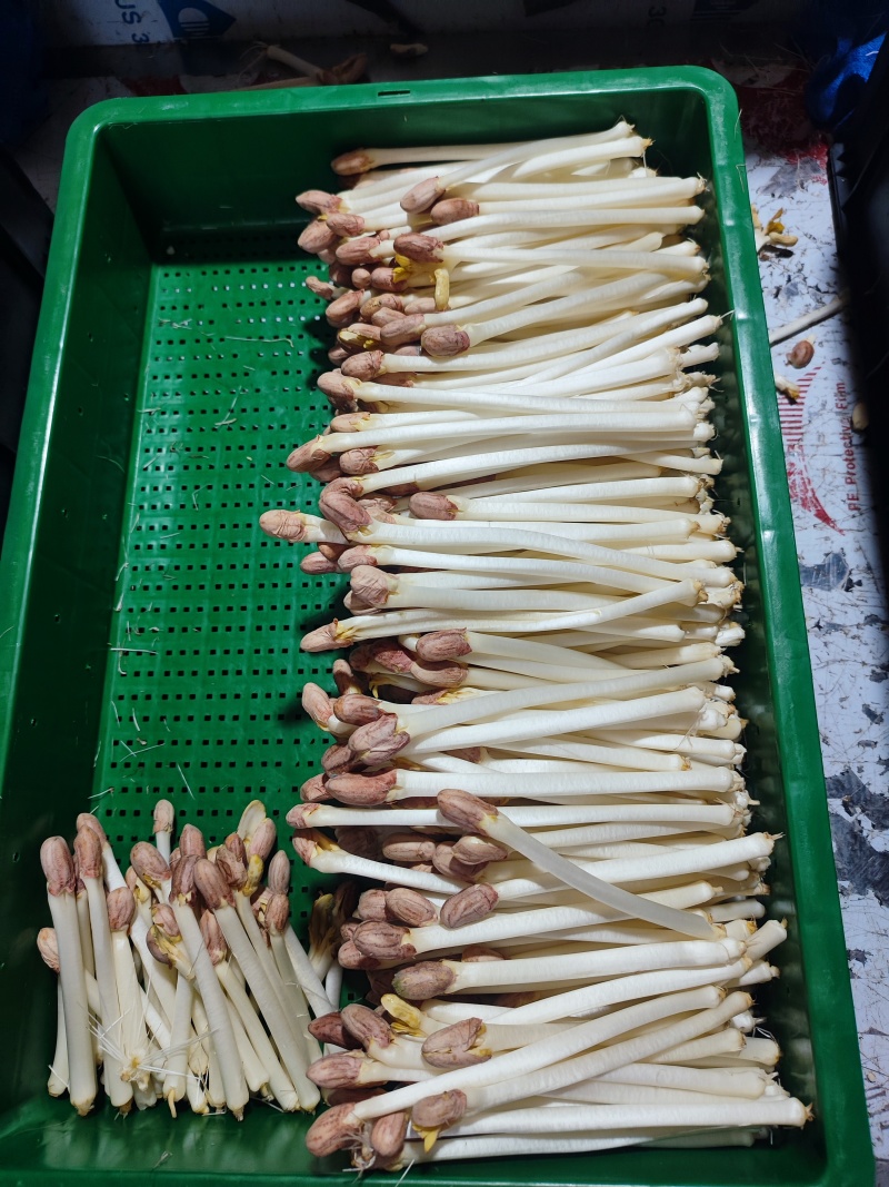 水培花生芽新鲜现货一手货源供各大商超市场社区团