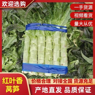山东临沂红叶香莴笋/产区直发/大量现货/欢迎选购