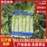 山东临沂红叶香莴笋/产区直发/大量现货/欢迎选购