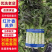 山东临沂红叶香莴笋/产区直发/大量现货/欢迎选购