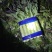 山东临沂红叶香莴笋/产区直发/大量现货/欢迎选购
