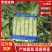 山东临沂红叶香莴笋/产区直发/大量现货/欢迎选购
