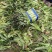 山东临沂红叶香莴笋/产区直发/大量现货/欢迎选购