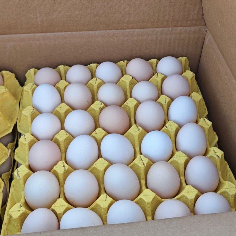 精品粉蛋通货红心黄心都有
