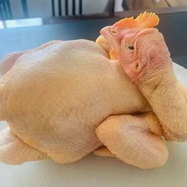 清远三黄鸡鸡肉一手货源现杀现发量大从优欢迎咨询