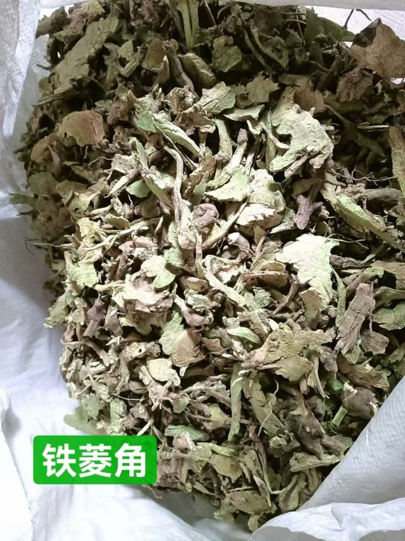 香茶菜铁菱角