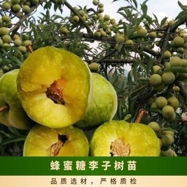 山东李子树苗、恐龙蛋李子、峰糖李、风味玫瑰、大生早熟