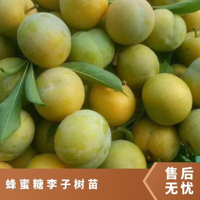 山东李子树苗、恐龙蛋李子、峰糖李、风味玫瑰、大生早熟