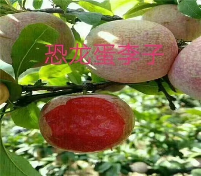 山东李子树苗、恐龙蛋李子、峰糖李、风味玫瑰、大生早熟