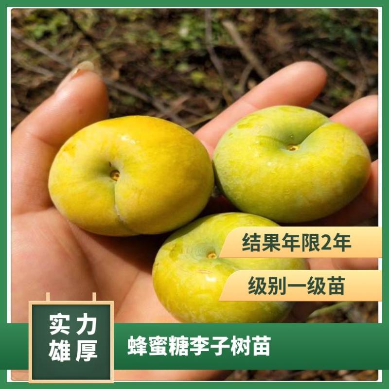 山东李子树苗、恐龙蛋李子、峰糖李、风味玫瑰、大生早熟
