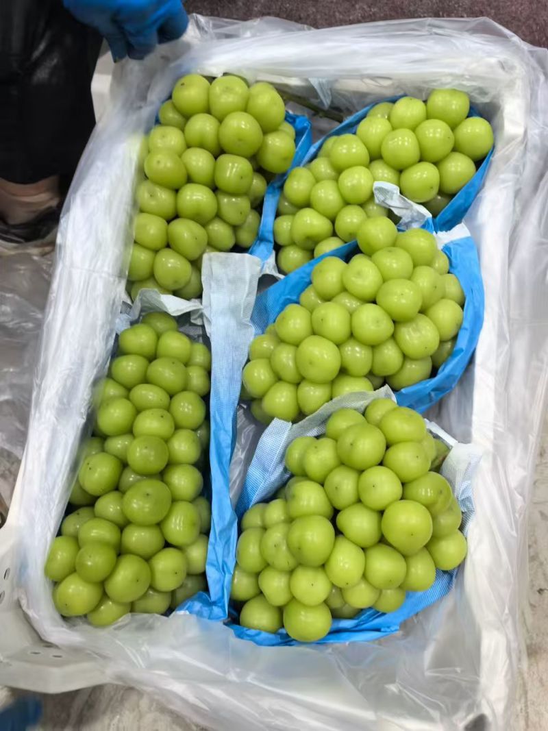 阳光玫瑰大量上市可供市场，商超，电商