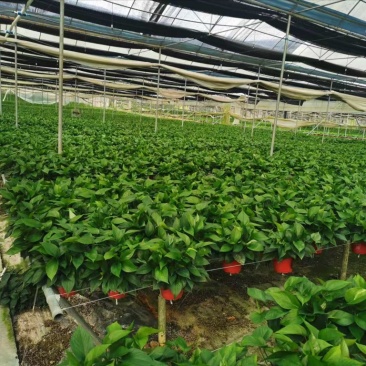 广东阳江大棚土地出租，适合种植瓜果蔬菜