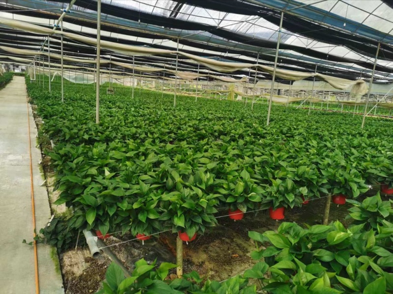 广东阳江大棚土地出租，适合种植瓜果蔬菜