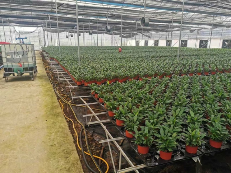 广东阳江大棚土地出租，适合种植瓜果蔬菜