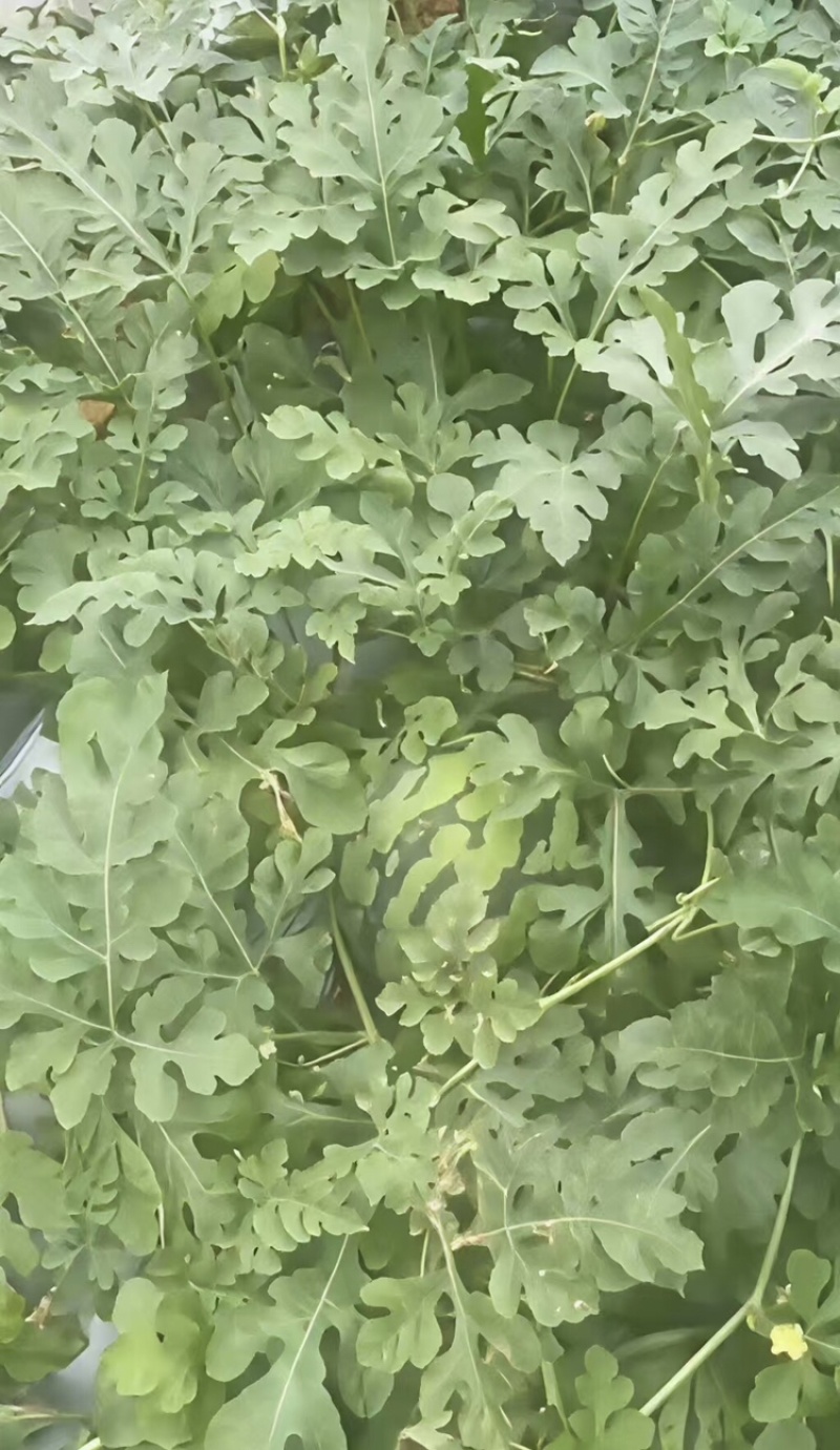 广东阳江大棚土地出租，适合种植瓜果蔬菜