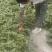 广东阳江大棚土地出租，适合种植瓜果蔬菜