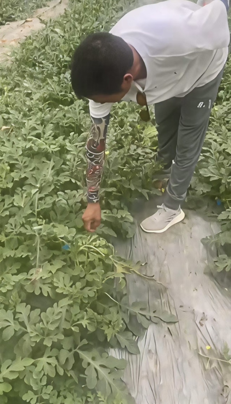 广东阳江大棚土地出租，适合种植瓜果蔬菜