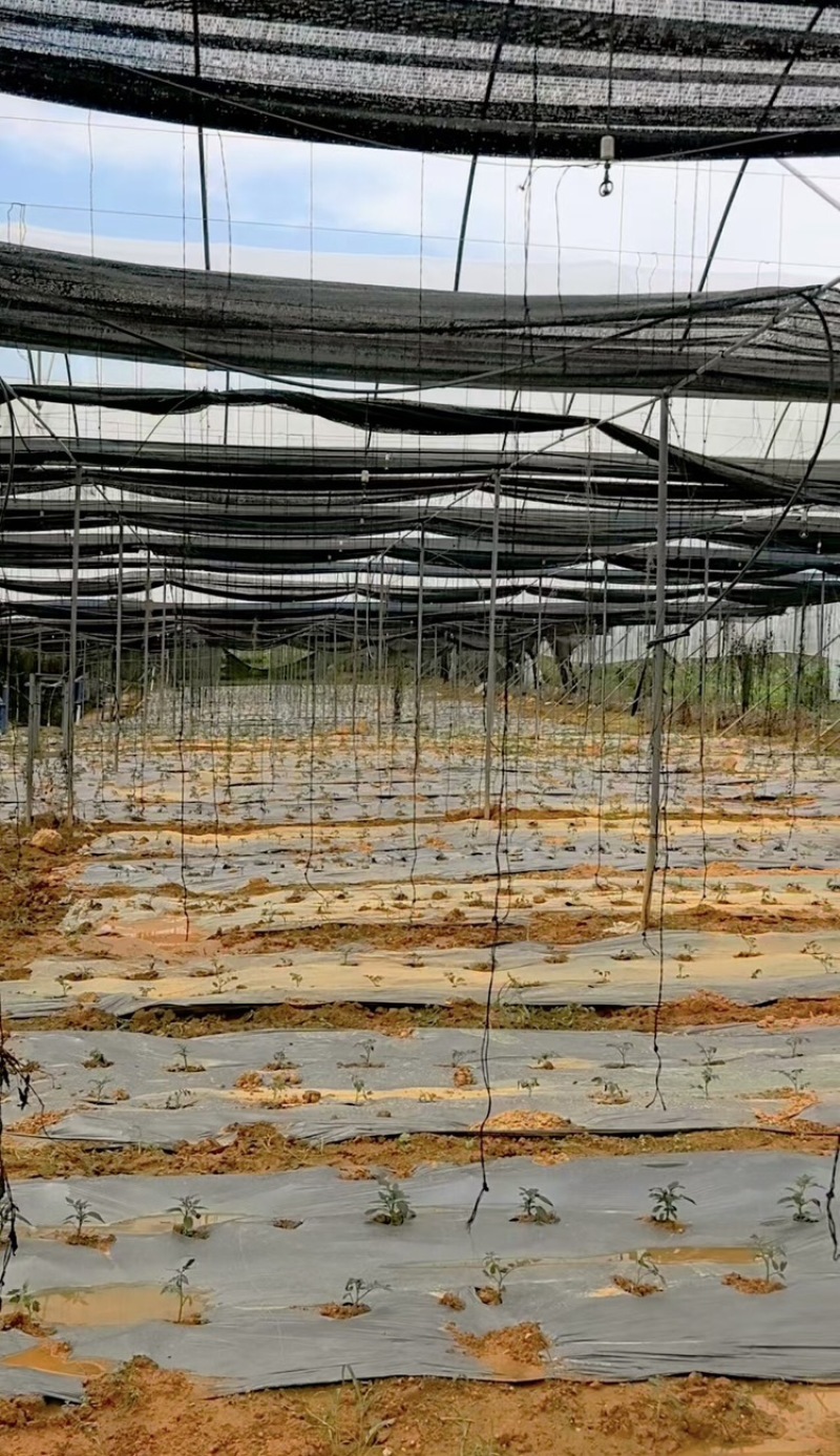 广东阳江大棚土地出租，适合种植瓜果蔬菜