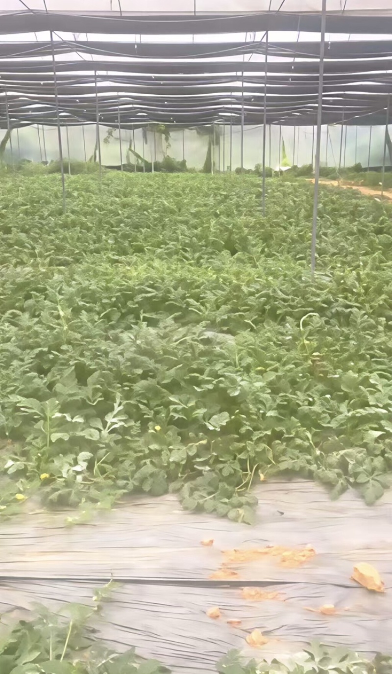 广东阳江大棚土地出租，适合种植瓜果蔬菜