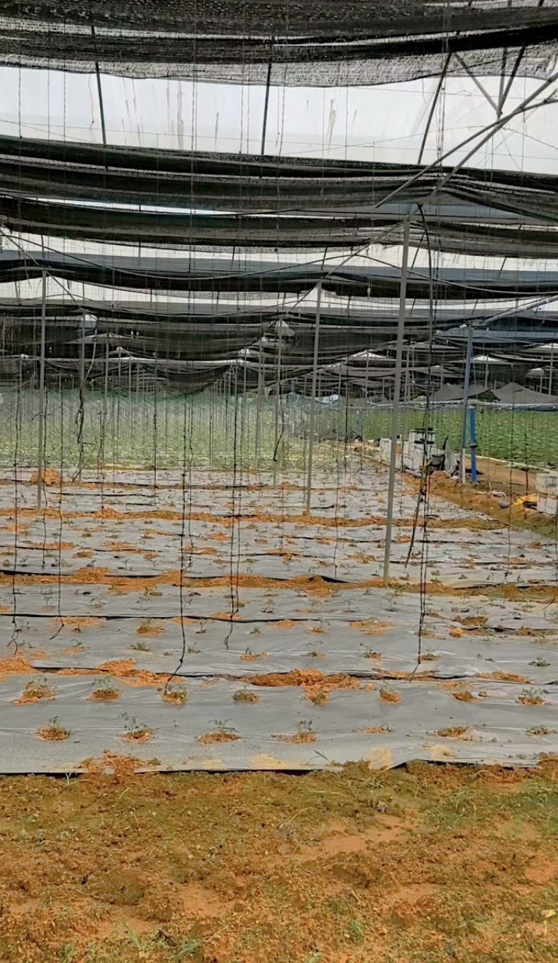 广东阳江大棚土地出租，适合种植瓜果蔬菜