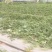 广东阳江大棚土地出租，适合种植瓜果蔬菜