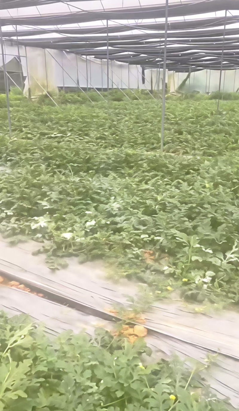 广东阳江大棚土地出租，适合种植瓜果蔬菜