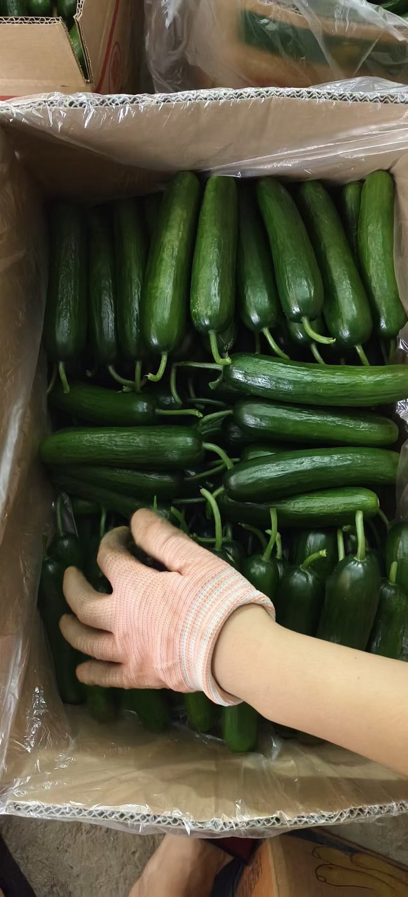 精品水果黄瓜种植基地现摘现发口感清脆对接全国