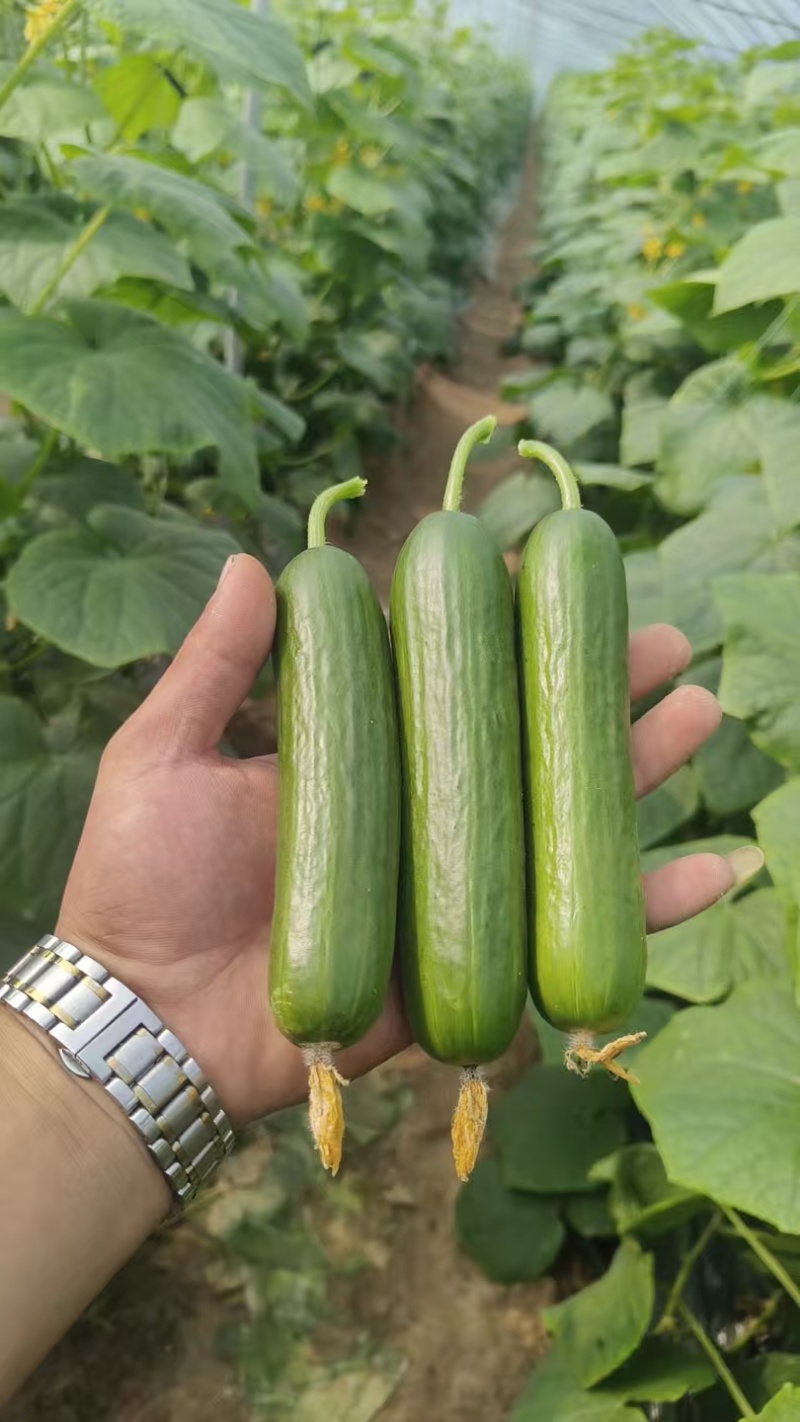 精品水果黄瓜种植基地现摘现发口感清脆对接全国