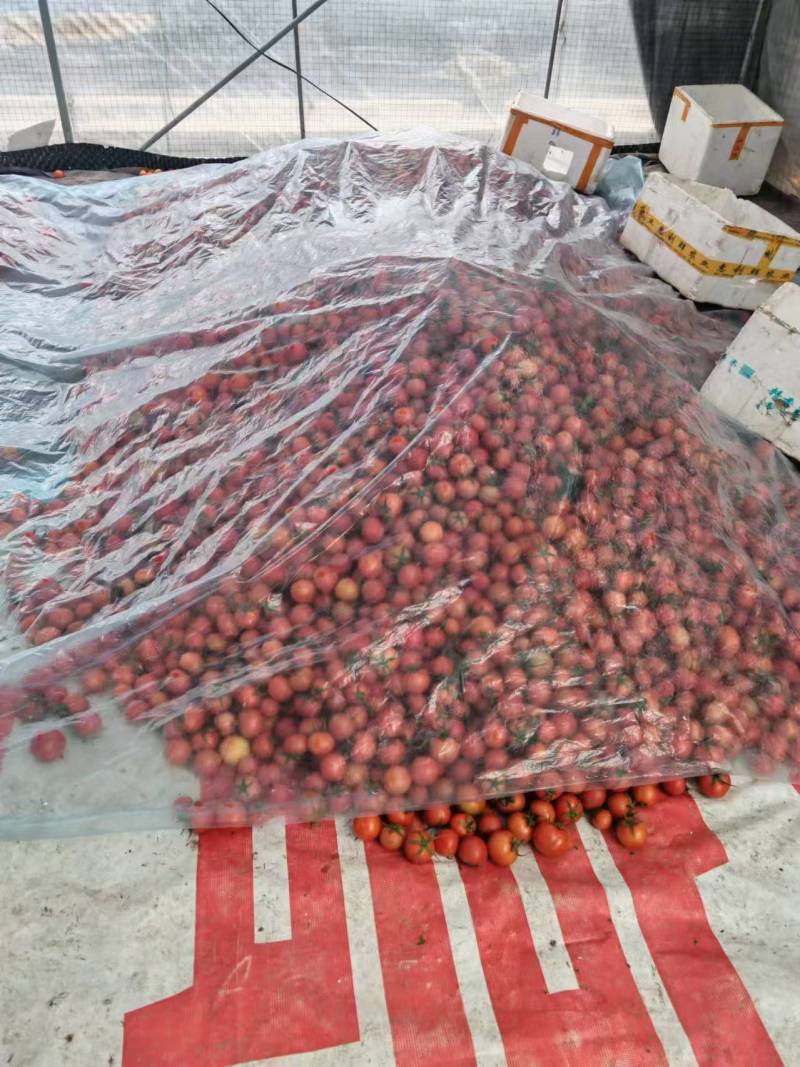 温州市苍南县马站大红小果西红柿