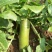 汝州市，萝卜，大量有货，支持批发零售各大商超，视频看货