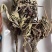 野蒲公英根蒲公英茶农家蒲公英晒干蒲公英根散茶
