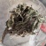 野蒲公英根蒲公英茶农家蒲公英晒干蒲公英根散茶