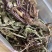 野蒲公英根蒲公英茶农家蒲公英晒干蒲公英根散茶
