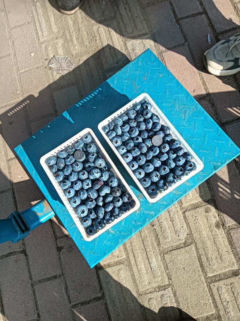 蓝莓马上上市了