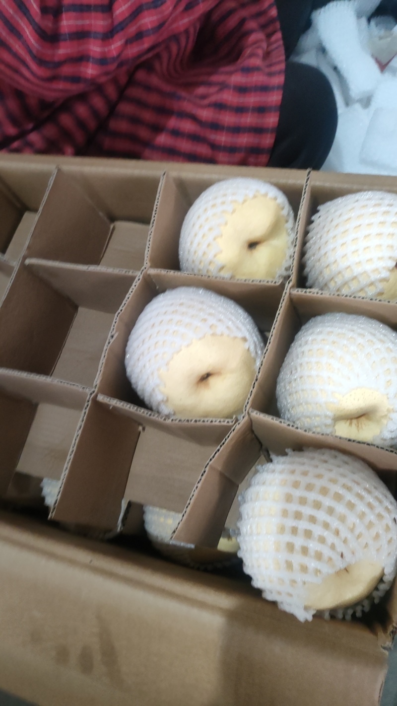 陕西蒲城优质贡梨大量出库供货中