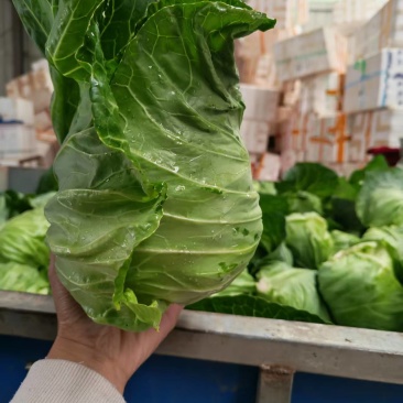 湖北牛心甘蓝菜，量大，实惠无烂菜，需要老板联系