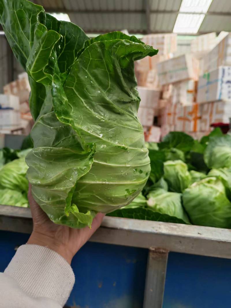 湖北牛心甘蓝菜，量大，实惠无烂菜，需要老板联系