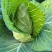 湖北牛心甘蓝菜，量大，实惠无烂菜，需要老板联系