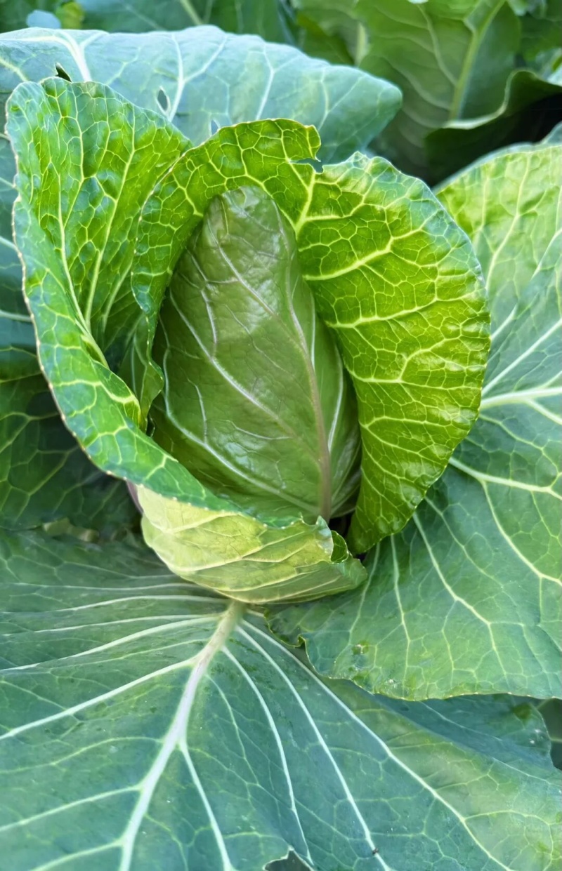 湖北牛心甘蓝菜，量大，实惠无烂菜，需要老板联系