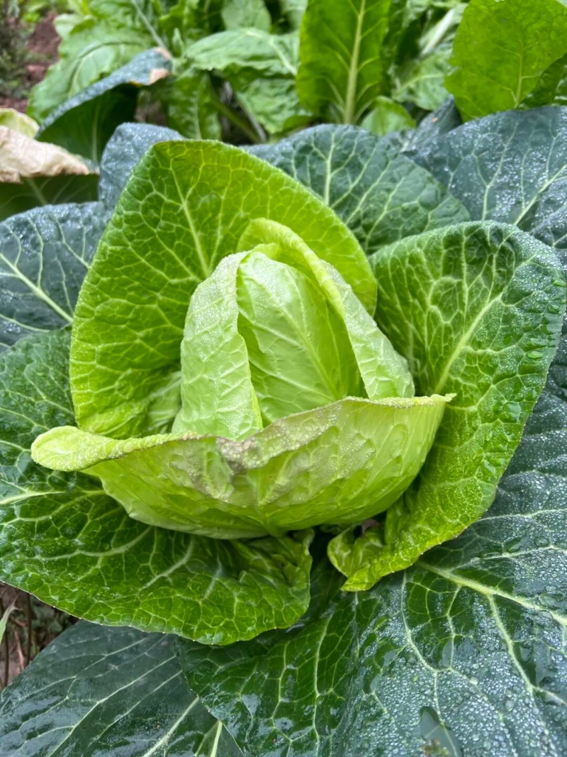 湖北牛心甘蓝菜，量大，实惠无烂菜，需要老板联系