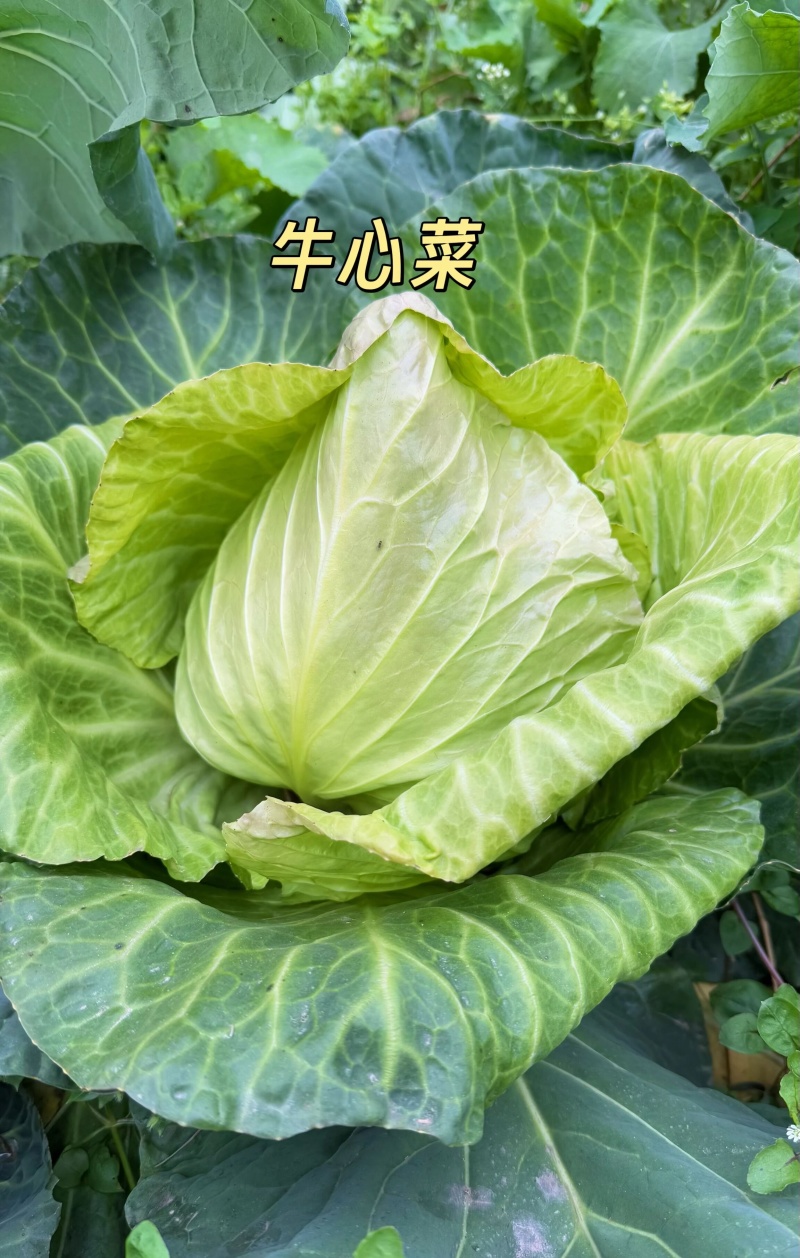 湖北牛心甘蓝菜，量大，实惠无烂菜，需要老板联系