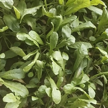 鲜荠菜（小棵15公分左右）10亩约25000斤