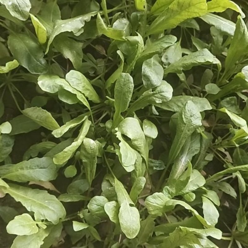 鲜荠菜（小棵15公分左右）10亩约25000斤